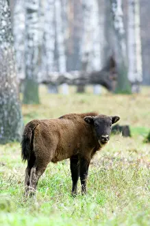 Wisent: European Bison - young calf - a member of a larger