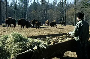 Wisent: European Bisons