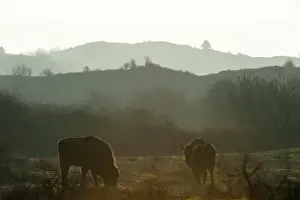 Grazer: Two European Bisons (Bison bonasus) in dune landscape