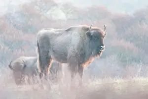 Grazer: Two European Bisons (Bison bonasus) in dune landscape
