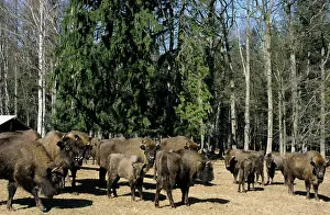 Turnips: European Bisons - graze and being feed with turnips