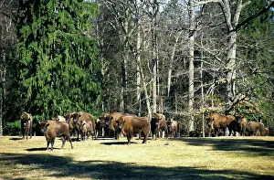 Wisent: European Bisons - large herd in a clearing in a