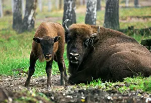 Wisent: European Bisons - young calf and a huge male -