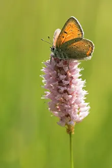 Persicaria: European bistort