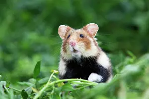 Cricetus: European / Black-bellied Hamster