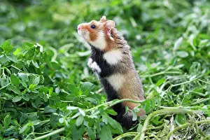 Cricetus: European / Black-bellied Hamster