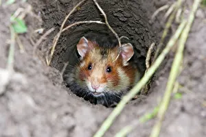 Cricetus: European / Black-bellied Hamster - in burrow