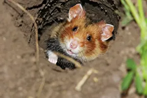 Cricetus: European / Black-bellied Hamster - in burrow
