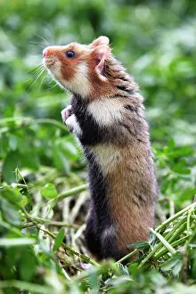 Cricetus: European / Black-bellied Hamster - on hind legs