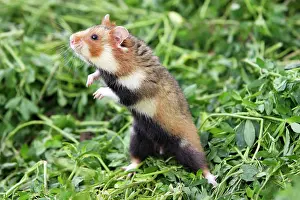Cricetus: European / Black-bellied Hamster - on hind legs