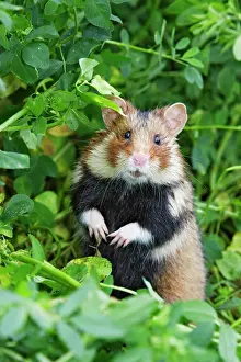 Cricetus: European / Black-bellied Hamster - on hind legs