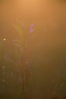 Nightshade: European Black Nightshade