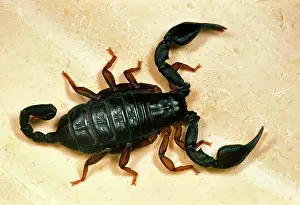Scorpions: European Black Scorpion