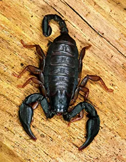 Scorpions: European Black Scorpion