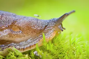 Slugs: European Black Slug