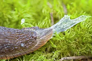 Slugs: European Black Slug