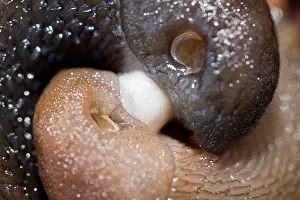 Slugs: European Black Slug