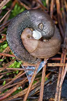 Slugs: European Black Slug
