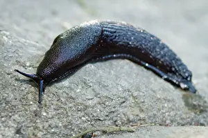 Slugs: European Black Slug adult crawling over a stone