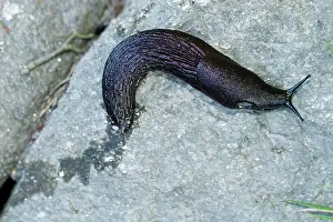 Slugs: European Black Slug adult crawling over a stone