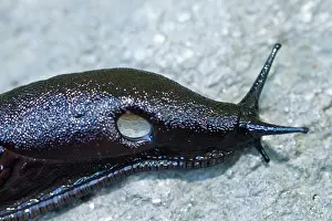 Slugs: European Black Slug adult crawling over a stone