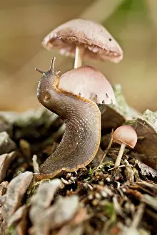 Slugs: European Black Slug young climbing a mushroom