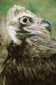 Mouths: European Black Vulture