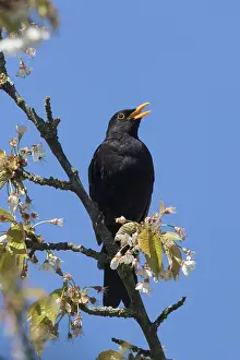Turdus: European Blackbird - singing male - Germany