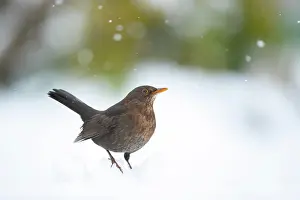 Thrush: European blackbird (Turdus merula) adult female