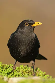 Merula: European Blackbird (Turdus merula) adult male, alert