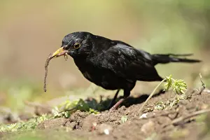 Worm: European blackbird (Turdus merula) adult male bird