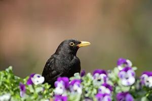 Thrush: European blackbird (Turdus merula) adult male bird