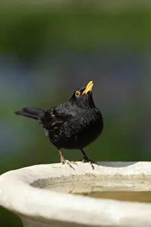 Thrush: European blackbird (Turdus merula) adult male bird