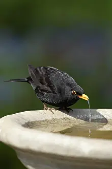 Thrush: European blackbird (Turdus merula) adult male bird