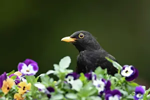 Thrush: European blackbird (Turdus merula) adult male bird