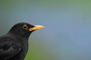 Thrush: European blackbird (Turdus merula) adult male bird