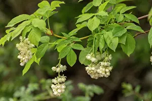 Pendulous: European bladdernut, Staphylea pinnata, in flower