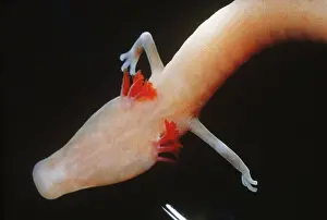 Proteus: European blind cave salamander