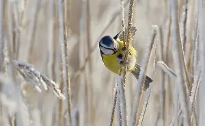 Cyanistes: European Blue Tit (Cyanistes caeruleus) male pe