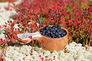 Berry: European Blueberry
