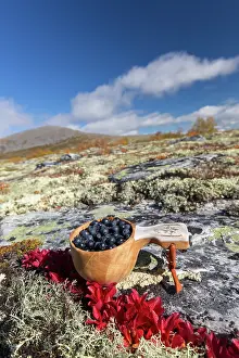 Berry: European Blueberry