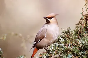 R T Smith: European / Bohemian WAXWING