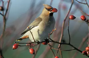 Rosehip: European / Bohemian WAXWING - eating rosehips