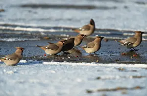 Chris Knights: European / Bohemian WAXWING - group on frozen ground