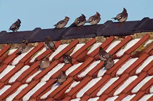 Bohemian: European / Bohemian WAXWING - group on roof
