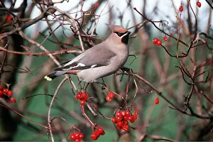 Hawthorn: European / Bohemian WAXWING - in hawthorn tree
