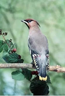 Bohemian: European / Bohemian WAXWING - near berries