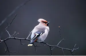 Bohemian: European / Bohemian WAXWING - perched on branch