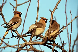 Chris Knights: European / Bohemian WAXWING - in tree