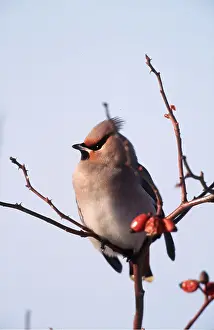 Chris Knights: European / Bohemian WAXWING - on twig